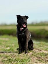 PAULI, Hund, Mischlingshund in Kiel