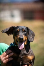 AVIGNON, Hund, Kurzhaardackel in Marsberg
