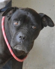 RUSALKA, Hund, Cane Corso in Italien