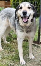 MARTINA, Hund, Mischlingshund in Griechenland