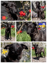 LOUISA, Hund, Mischlingshund in Ukraine