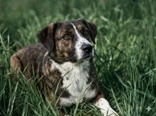 PEBBLES, Hund, Mischlingshund in Neumarkt