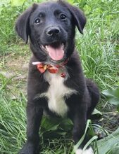 HILLA, Hund, Mischlingshund in Rumänien