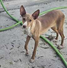 ASTYN, Hund, Podenco Andaluz in Spanien
