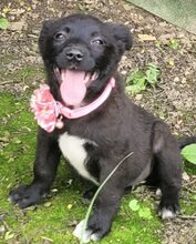 HEDDA, Hund, Mischlingshund in Rumänien