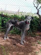 FARALA, Hund, Galgo Español-Mix in Spanien