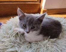 VENERA, Katze, Hauskatze in Zypern
