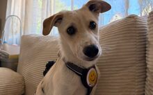 JOACKY, Hund, Mischlingshund in Hemsbach