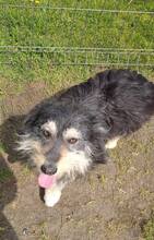 JOANNE, Hund, Mischlingshund in Pottenstein