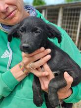 BELCO, Hund, Mischlingshund in Rumänien