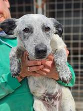 GRINGO, Hund, Mischlingshund in Nürnberg