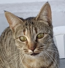DAYSI, Katze, Europäisch Kurzhaar in Spanien
