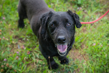 BENNI, Hund, Mischlingshund in Kroatien