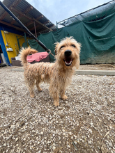 CHIPNR128900, Hund, Mischlingshund in Slowakische Republik
