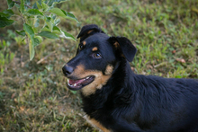 CHIPNR255969, Hund, Mischlingshund in Kroatien