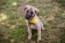 CHIPNR286796, Hund, Mischlingshund in Kroatien