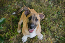 CHIPNR267946, Hund, Mischlingshund in Kroatien