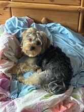 BERGEN, Hund, Yorkshire Terrier-Mix in Marsberg