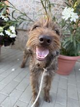 GINA, Hund, Schnauzer-Terrier-Mix in Ungarn