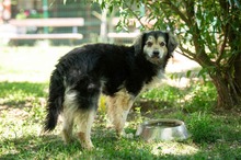 ALESSIO, Hund, Hütehund-Mix in Ungarn