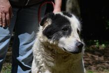 HALYRA, Hund, Maremmano-Mix in Italien