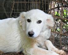 ELIKO, Hund, Maremmano-Mix in Italien