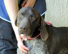 BRENKO, Hund, Deutsch Kurzhaar in Italien