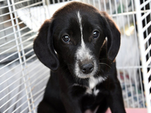 SANDRINA, Hund, Mischlingshund in München