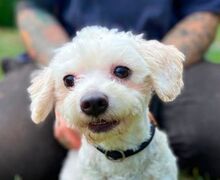 AYLA, Hund, Malteser-Mix in Slowakische Republik