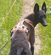 PALLAS, Hund, Windhund-Mix in Heiligenstadt