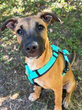 FLORENTINE, Hund, Malinois-Mix in Darmstadt