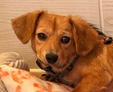 TOBY2, Hund, Mischlingshund in Menden