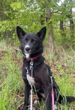AMELIE, Hund, Mischlingshund in Radeberg