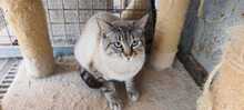LITA, Katze, Hauskatze in Spanien