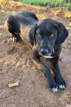 GARA, Hund, Mischlingshund in Kroatien