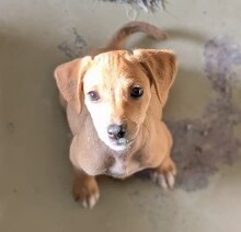 FEBEE, Hund, Mischlingshund in Rumänien