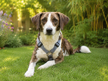 KATAR, Hund, Mischlingshund in Baldham