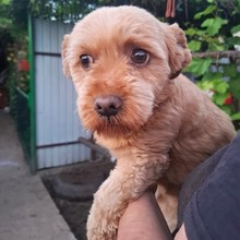 PAPAYA, Hund, Mischlingshund in Rumänien