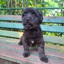 ONYX, Hund, Mischlingshund in Rumänien