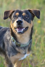 MILO, Hund, Mischlingshund in Nürnberg
