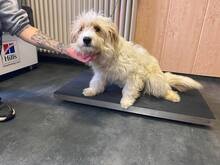 DANILA, Hund, Mischlingshund in Ungarn