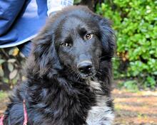 DAVERIK, Hund, Hovawart-Mix in Italien