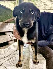 BOBBY, Hund, Mischlingshund in Rumänien