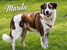 MARILU, Hund, Mischlingshund in Portugal
