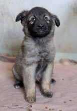 LYNN, Hund, Mischlingshund in Rumänien