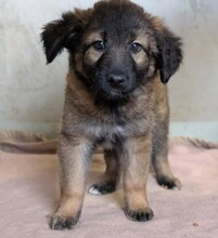LUA, Hund, Mischlingshund in Rumänien