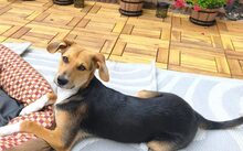 THEA, Hund, Mischlingshund in Hamburg
