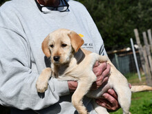 BABY, Hund, Mischlingshund in Berlin