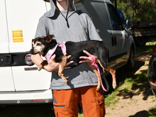 MUSCEDDA, Hund, Mischlingshund in Coswig