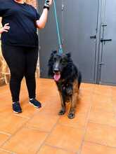 ROCKY, Hund, Deutscher Schäferhund-Mix in Spanien